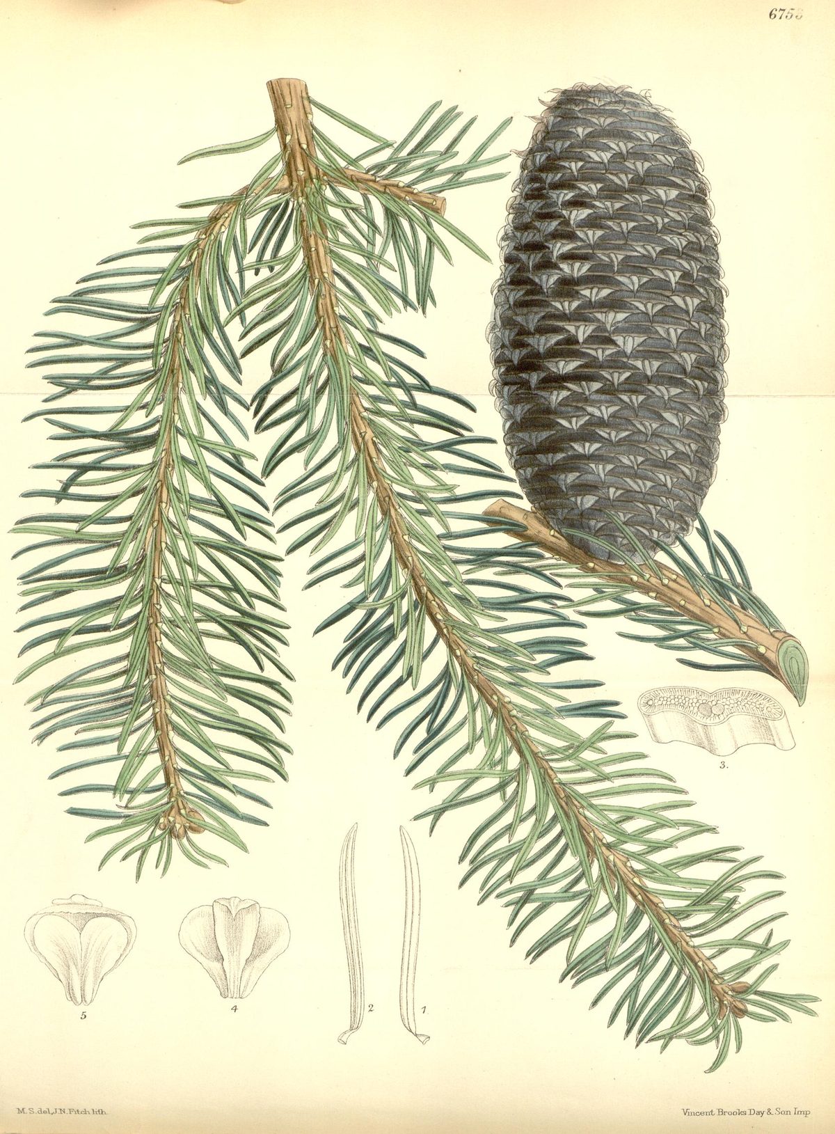 Abies religiosa (Sacred fir), plate 6753 from Curtis's Botanical Magazine, 1884