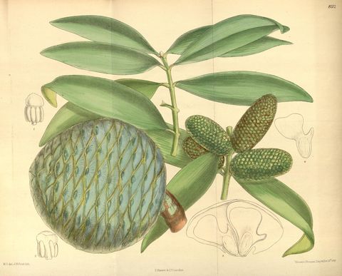 Agathis vitiensis (Fijian kauri), plate 8512 from Curtis's Botanical Magazine, 1913