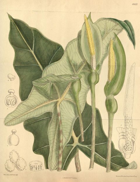 Alocasia micholitziana (Velvet alocasia), plate 8522 from Curtis's Botanical Magazine, 1913