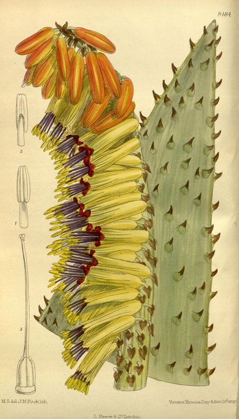 Aloe marlothii (Mountain aloe), plate 8484 from Curtis's Botanical Magazine, 1913