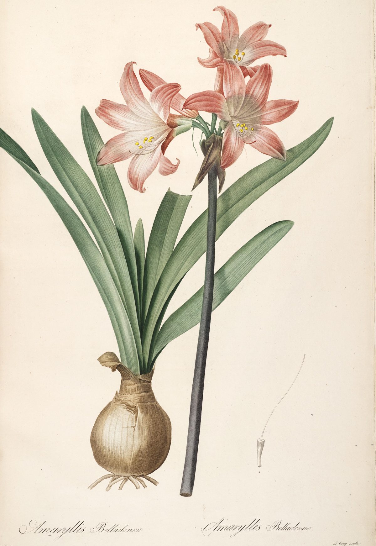 Amaryllis belladonna (Belladonna lily) from Les Liliacées, 1806