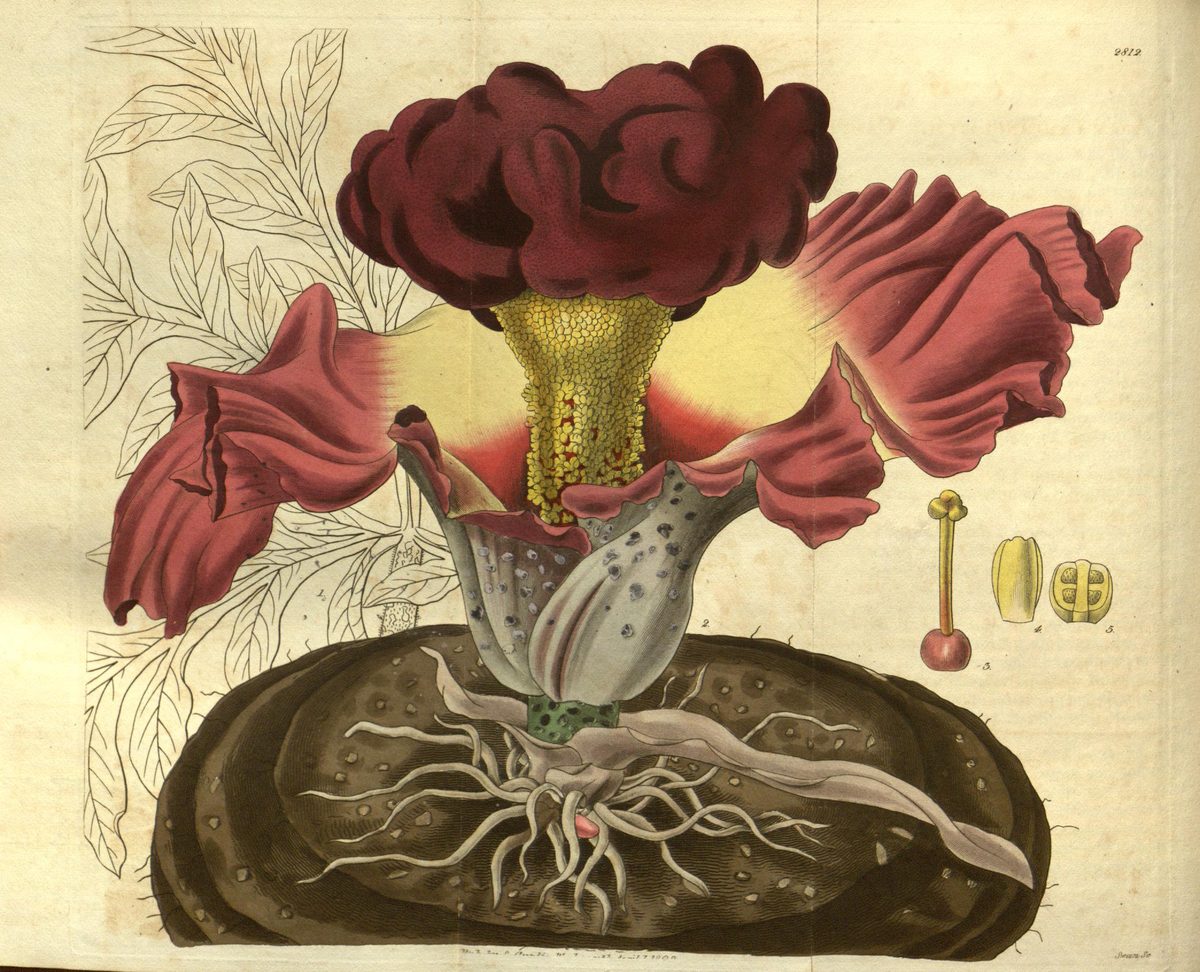 Amorphophallus paeoniifolius (Elephant foot yam), plate 2812 from Curtis's Botanical Magazine, 1828