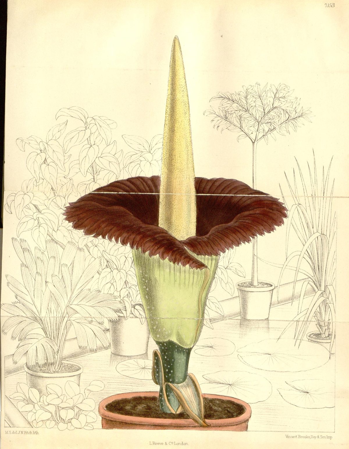 Amorphophallus titanum (Titan arum), plate 7153 from Curtis's Botanical Magazine, 1891