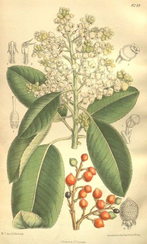 Arbutus menziesii (Pacific madrone), plate 8249 from Curtis's Botanical Magazine, 1909