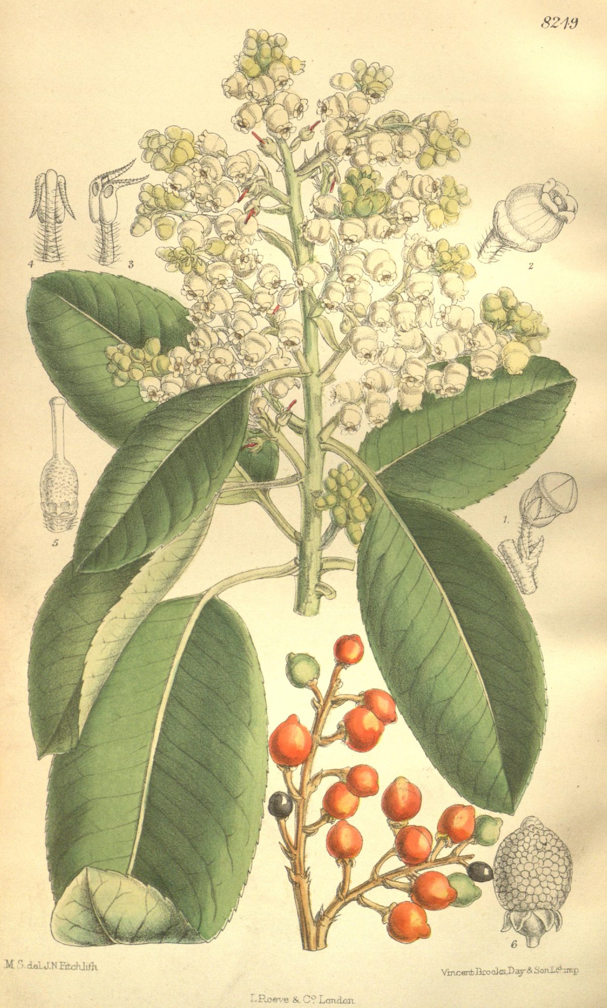 Arbutus menziesii (Pacific madrone), plate 8249 from Curtis's Botanical Magazine, 1909