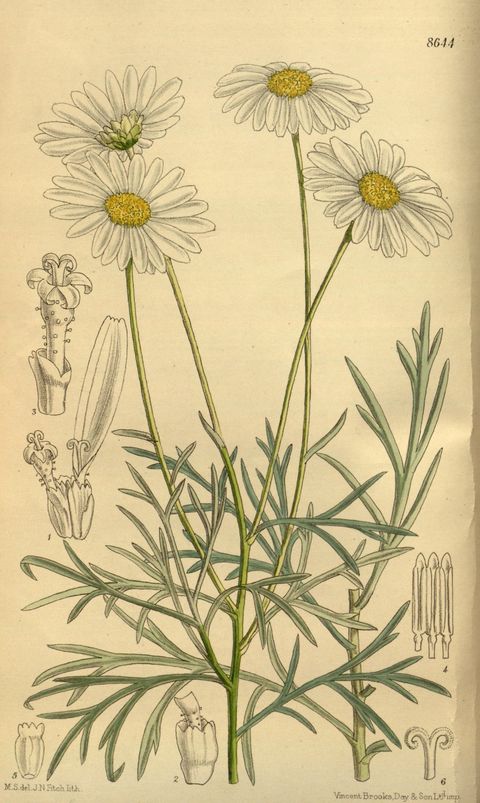 Argyranthemum foeniculaceum (Canary marguerite), plate 8644 from Curtis's Botanical Magazine, 1916