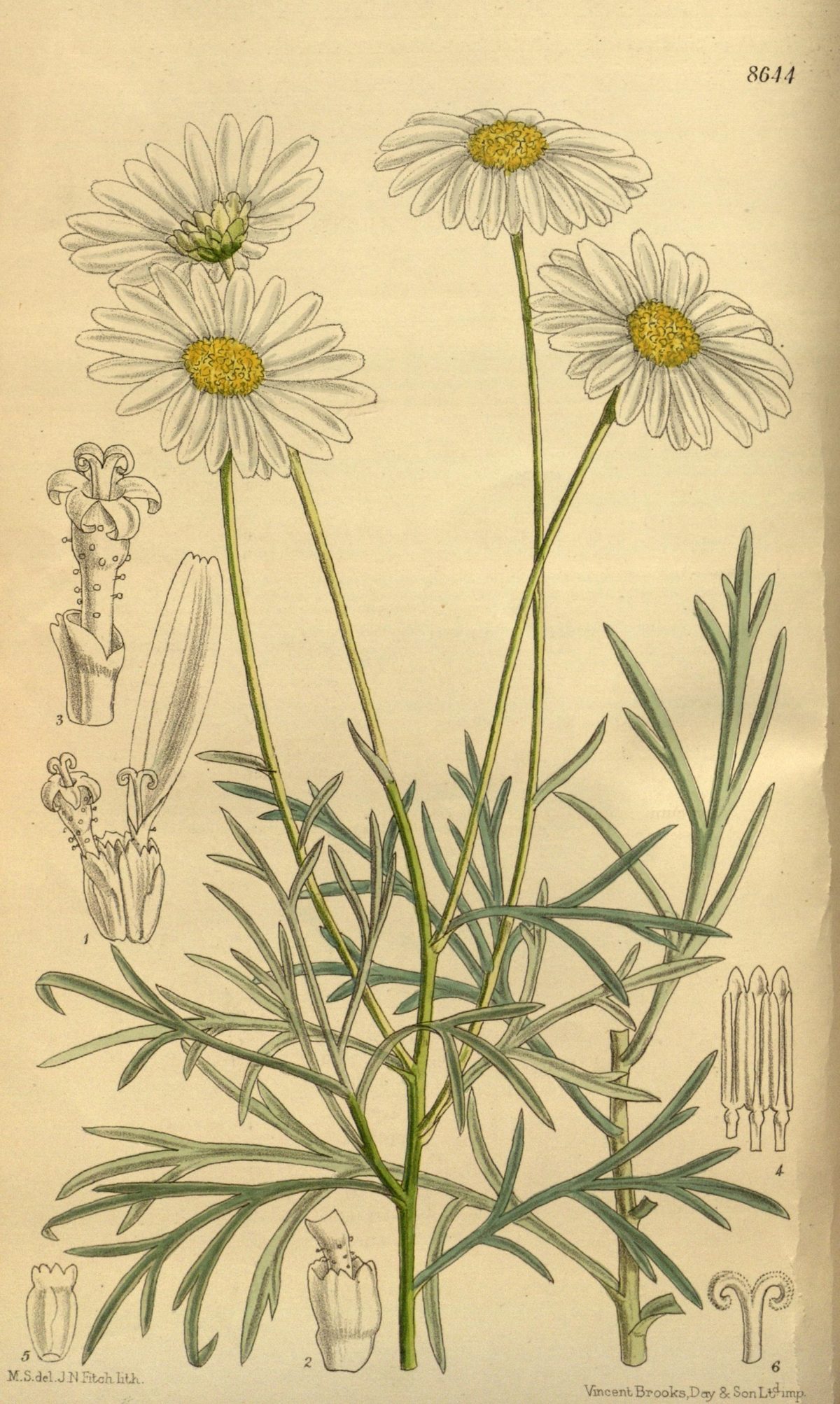 Argyranthemum foeniculaceum (Canary marguerite), plate 8644 from Curtis's Botanical Magazine, 1916