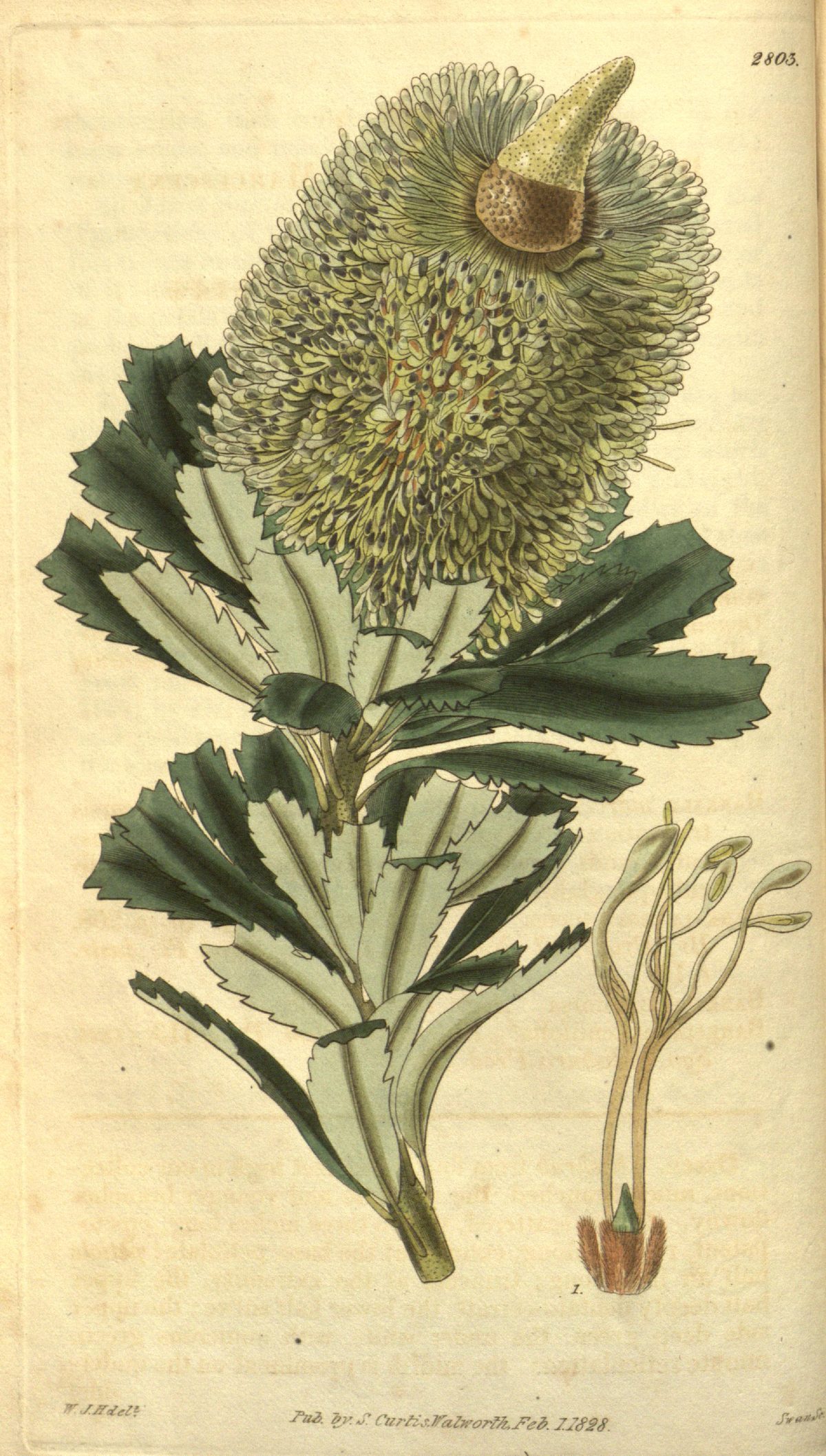 Banksia praemorsa (Cut-leaf banksia), plate 2803 from Curtis's Botanical Magazine, 1828