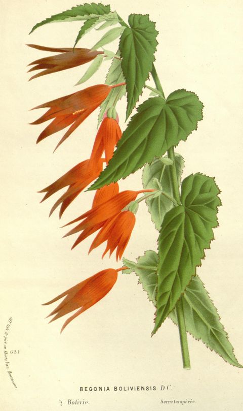 Begonia boliviensis (Bolivian begonia), plate 1725 from Flore des serres et des jardins de l'Europe, 1867