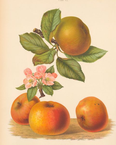 Malus domestica 'Blenheim Orange' (Blenheim Orange), plate VII from The Herefordshire Pomona, 1877