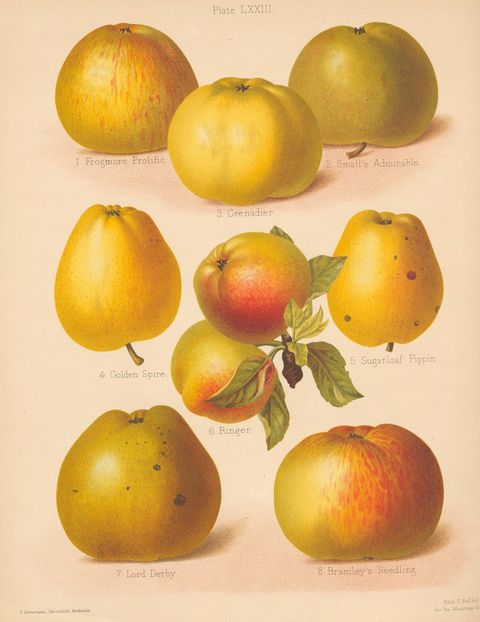 Malus domestica 'Bramley's Seedling' (Bramley's Seedling), plate LXXIII from The Herefordshire Pomona, 1884