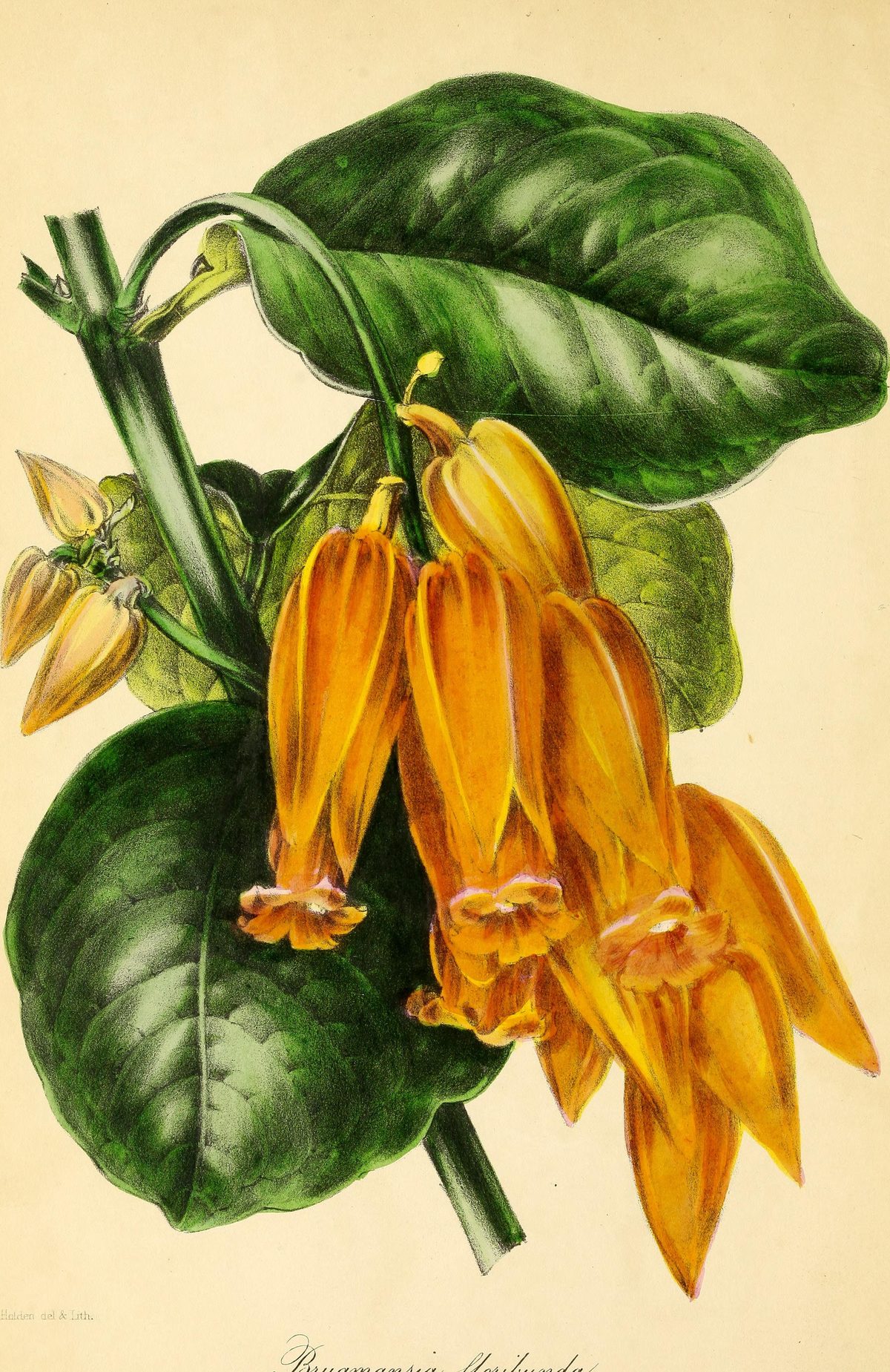 Brugmansia aurea (Golden angel's trumpet) from Paxton's Magazine of Botany, 1842