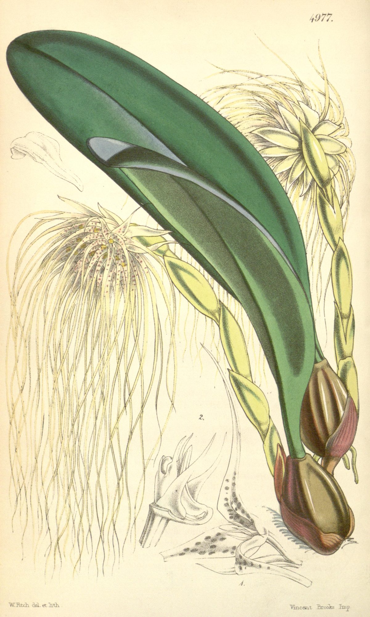 Bulbophyllum medusae (Medusa's orchid), plate 4977 from Curtis's Botanical Magazine, 1857