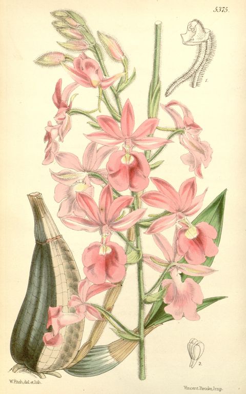 Calanthe × veitchii (Veitch's calanthe), plate 5375 from Curtis's Botanical Magazine, 1863