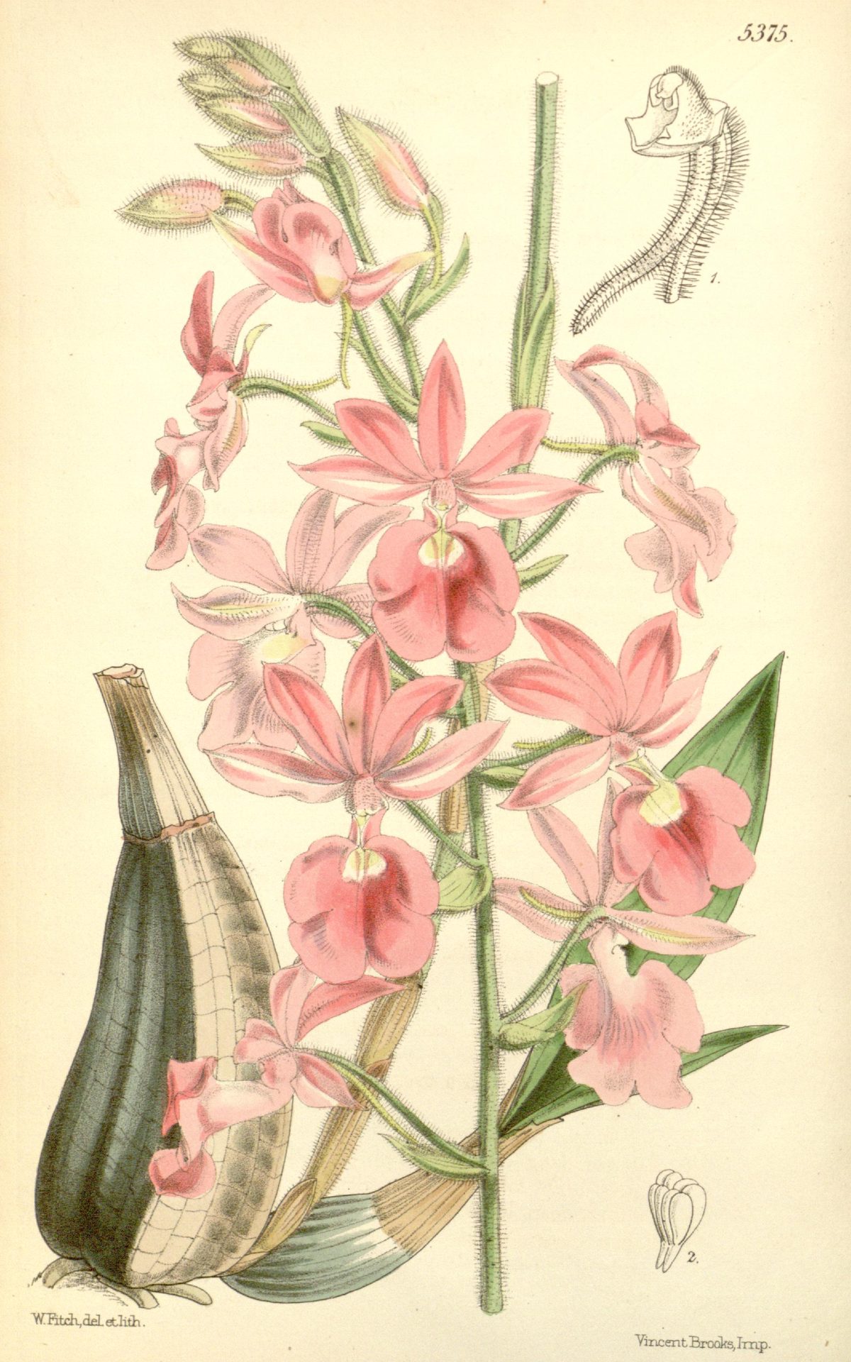 Calanthe × veitchii (Veitch's calanthe), plate 5375 from Curtis's Botanical Magazine, 1863