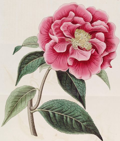 Camellia reticulata (Captain Rawes's camellia), plate 1078 from The Botanical Register, 1827