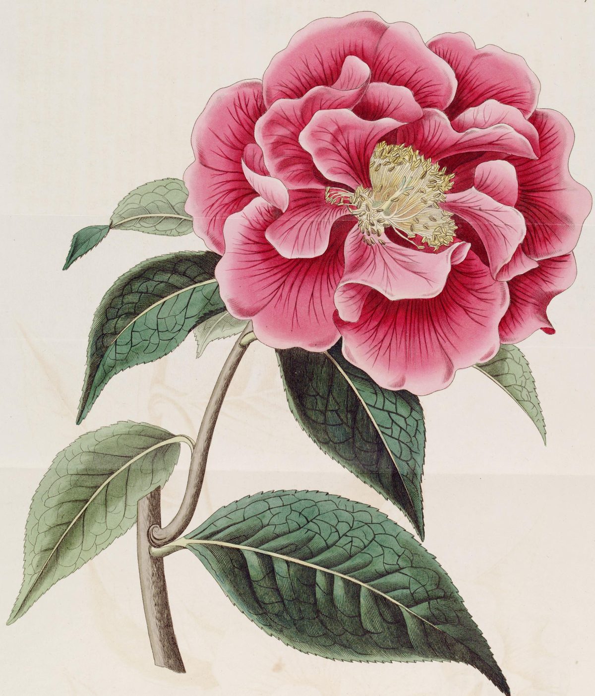 Camellia reticulata (Captain Rawes's camellia), plate 1078 from The Botanical Register, 1827
