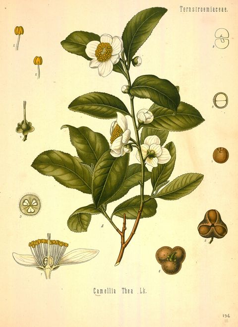 Camellia sinensis (Tea) from Köhler's Medizinal-Pflanzen, 1890
