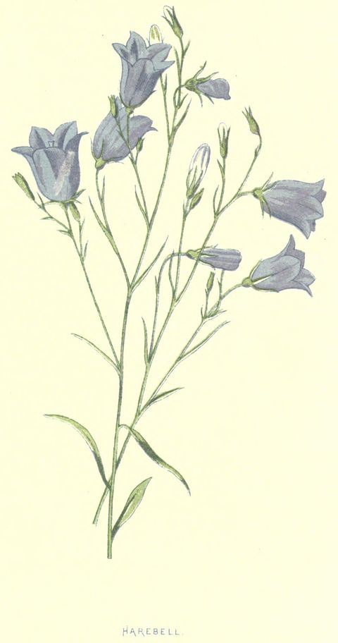 Campanula rotundifolia (Harebell) from Familiar Wild Flowers, 1878