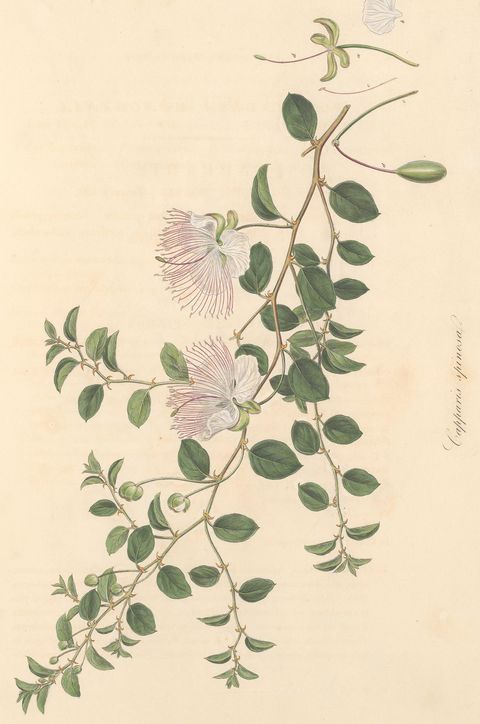Capparis spinosa (Caper), plate 486 from Flora Graeca, 1825