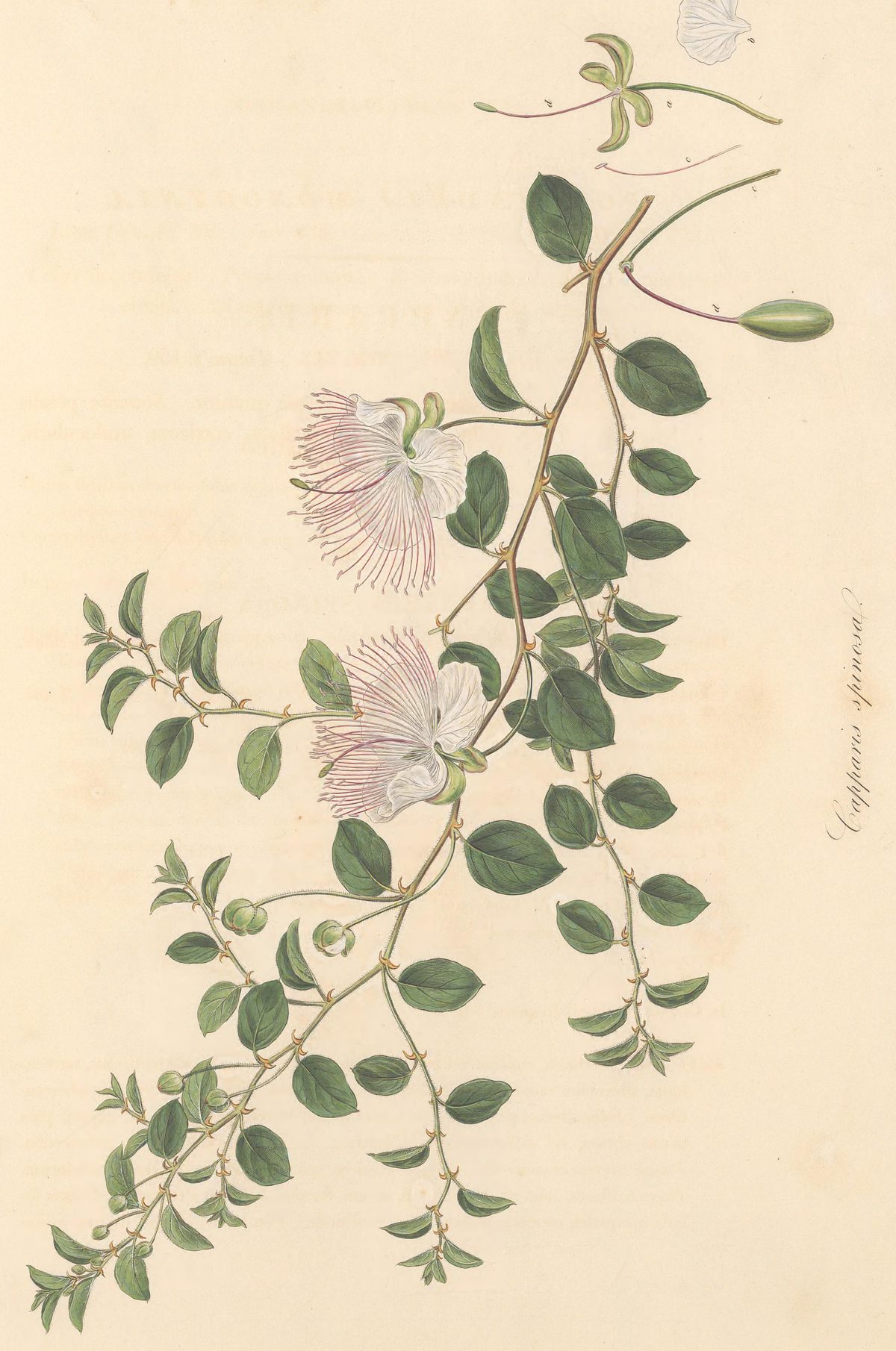 Capparis spinosa (Caper), plate 486 from Flora Graeca, 1825