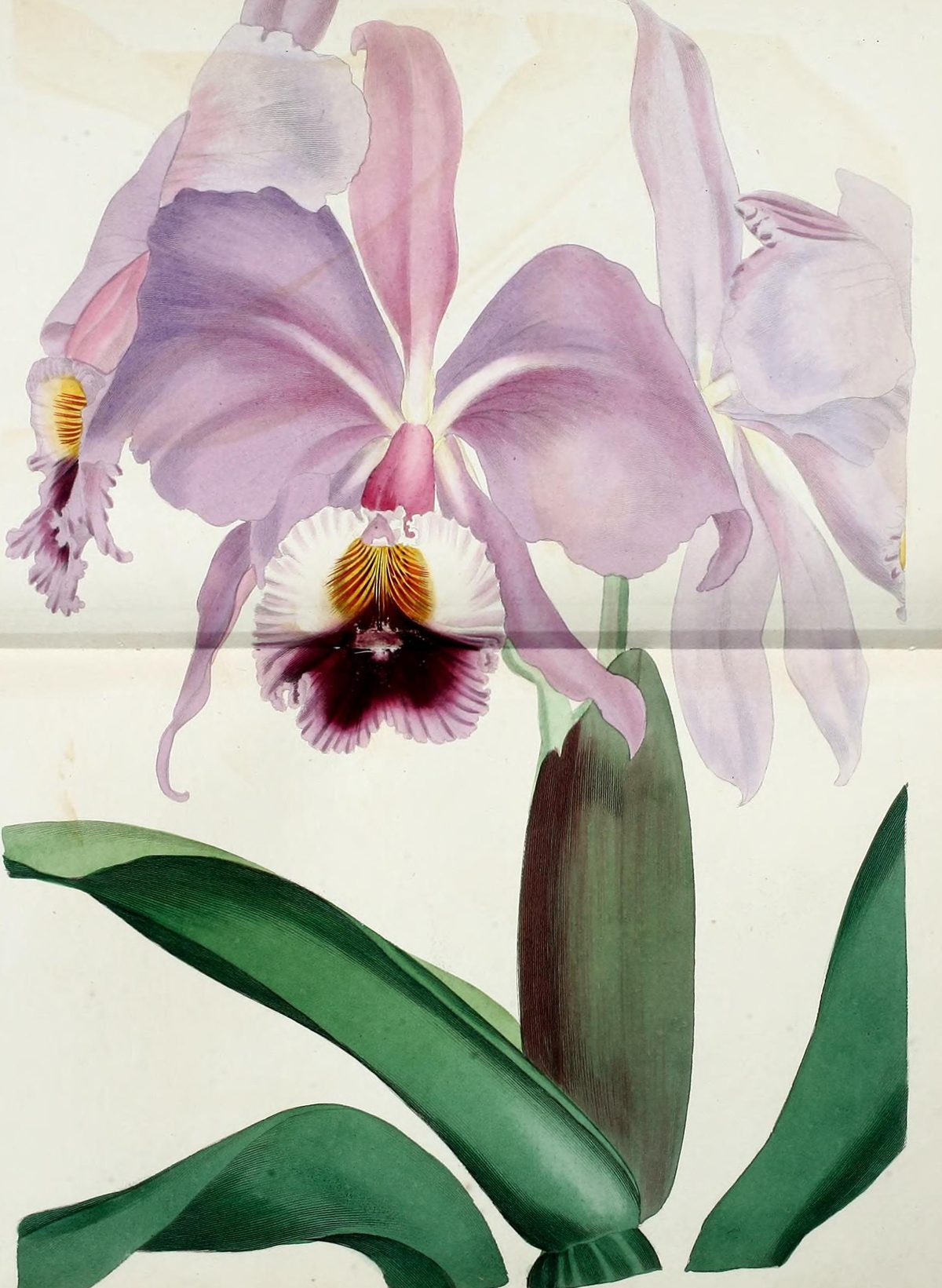 Cattleya labiata (Crimson-lipped cattleya) from Paxton's Magazine of Botany, 1838