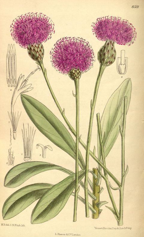 Cheirolophus crassifolius (Maltese rock-centaury), plate 8508 from Curtis's Botanical Magazine, 1913