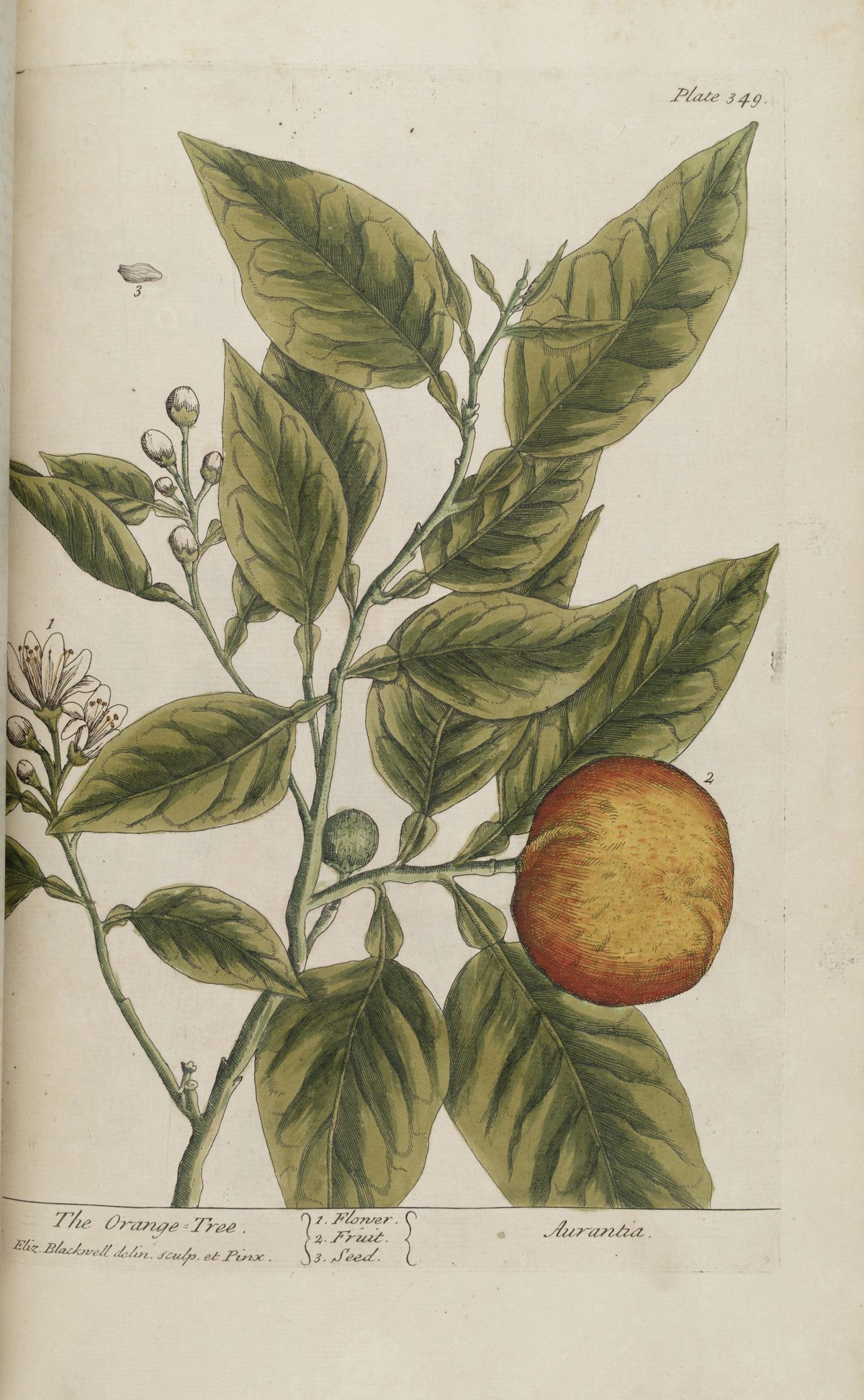 Citrus × sinensis (Orange), plate 349 from A Curious Herbal, 1739