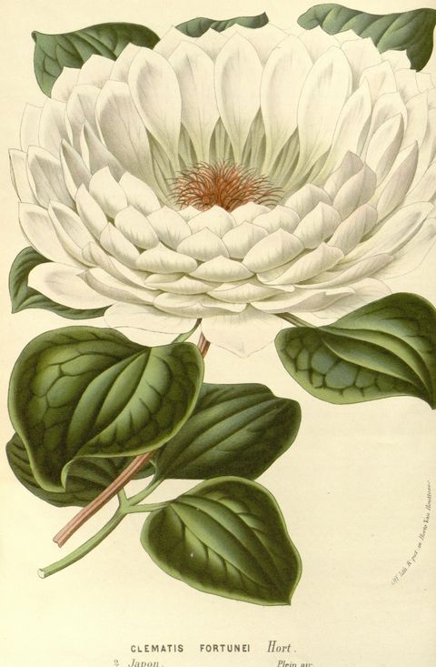 Clematis fortunei (Fortune's clematis), plate 1555 from Flore des serres et des jardins de l'Europe, 1863