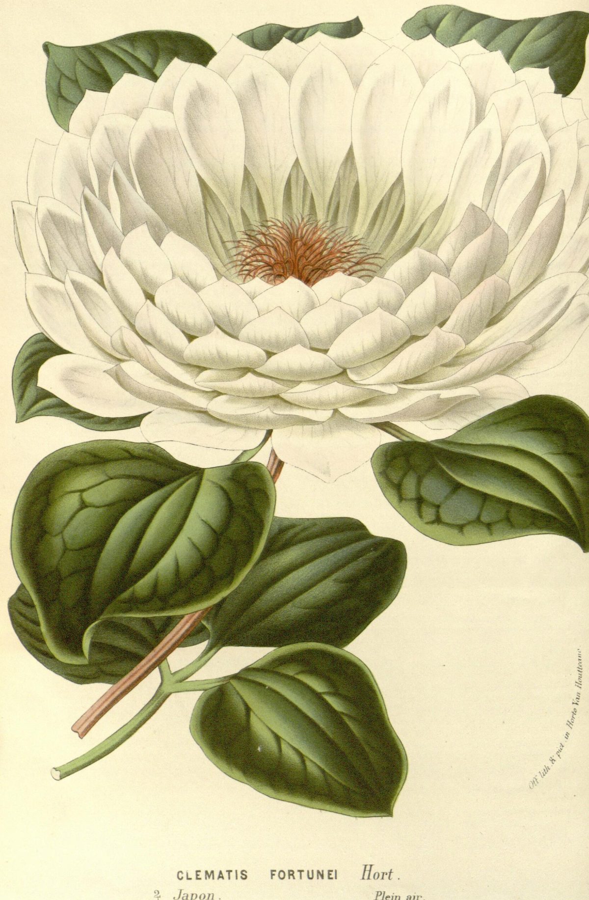 Clematis fortunei (Fortune's clematis), plate 1555 from Flore des serres et des jardins de l'Europe, 1863