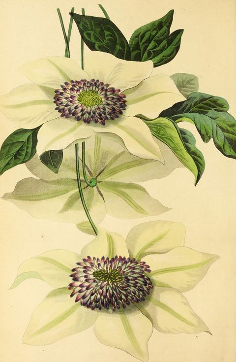 Clematis florida 'Sieboldii' (Siebold's clematis) from Paxton's Magazine of Botany, 1838