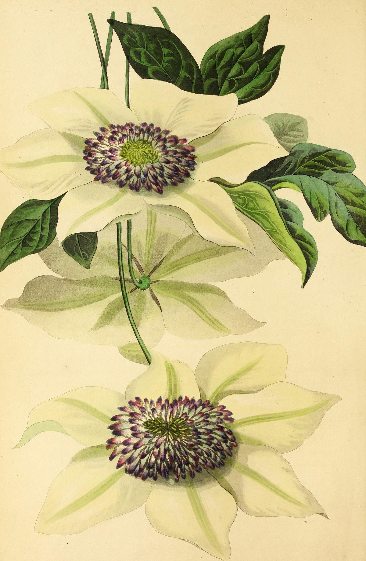 Clematis florida 'Sieboldii' (Siebold's clematis) from Paxton's Magazine of Botany, 1838