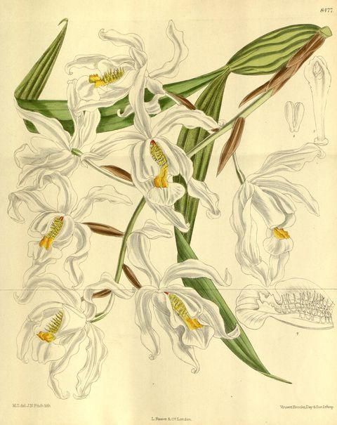 Coelogyne cristata (Crested coelogyne), plate 8477 from Curtis's Botanical Magazine, 1913