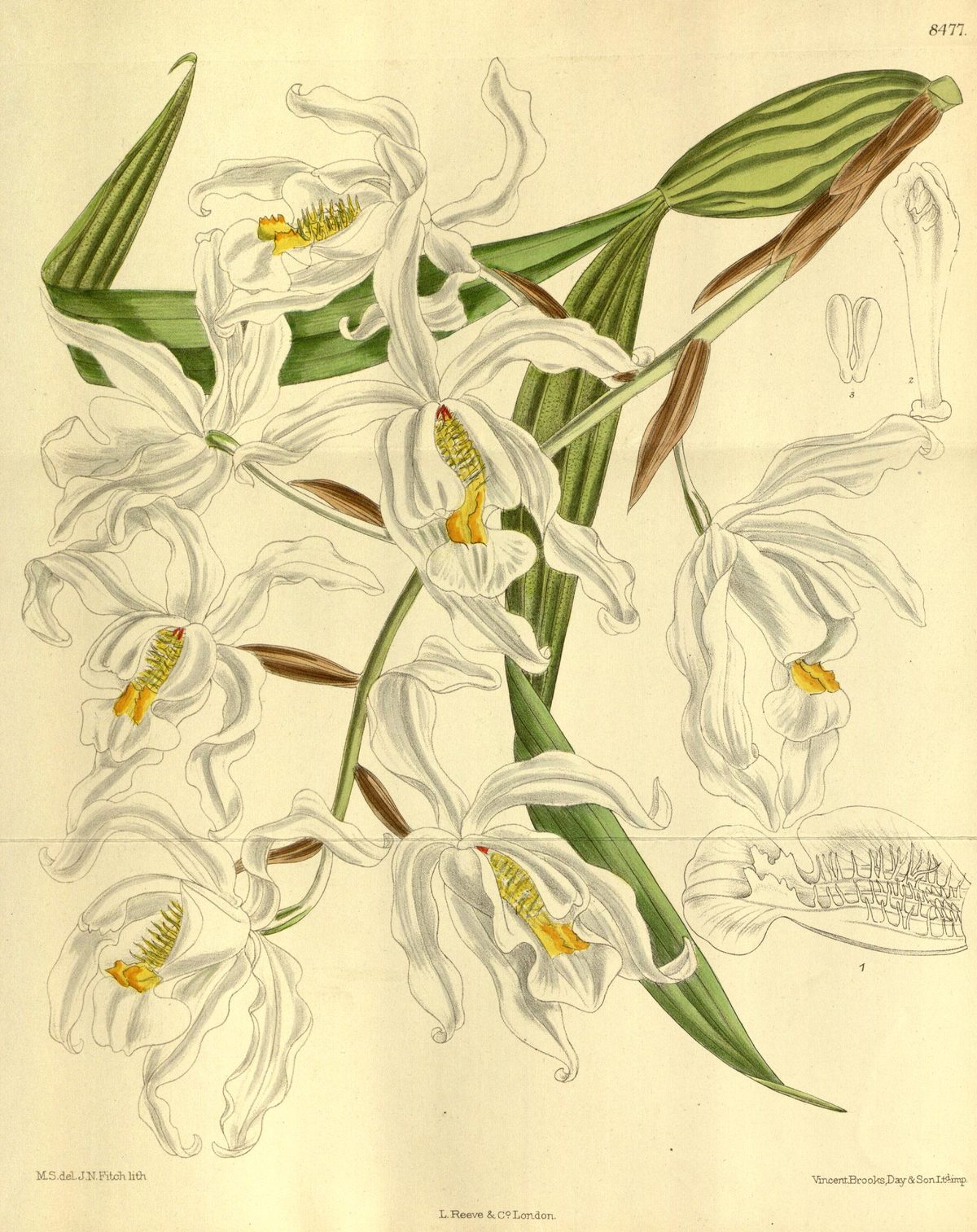 Coelogyne cristata (Crested coelogyne), plate 8477 from Curtis's Botanical Magazine, 1913