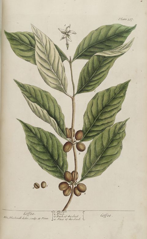 Coffea arabica (Arabica coffee), plate 337 from A Curious Herbal, 1739