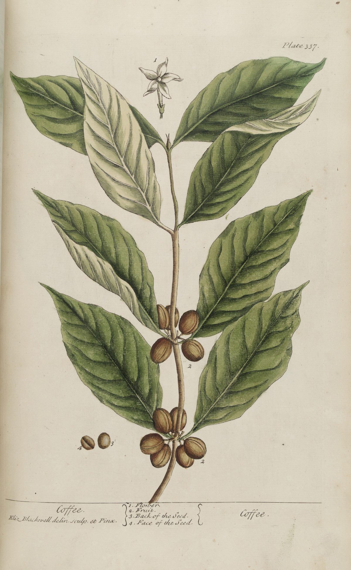 Coffea arabica (Arabica coffee), plate 337 from A Curious Herbal, 1739