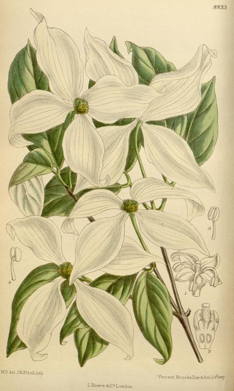 Cornus kousa (Kousa dogwood), plate 8833 from Curtis's Botanical Magazine, 1920