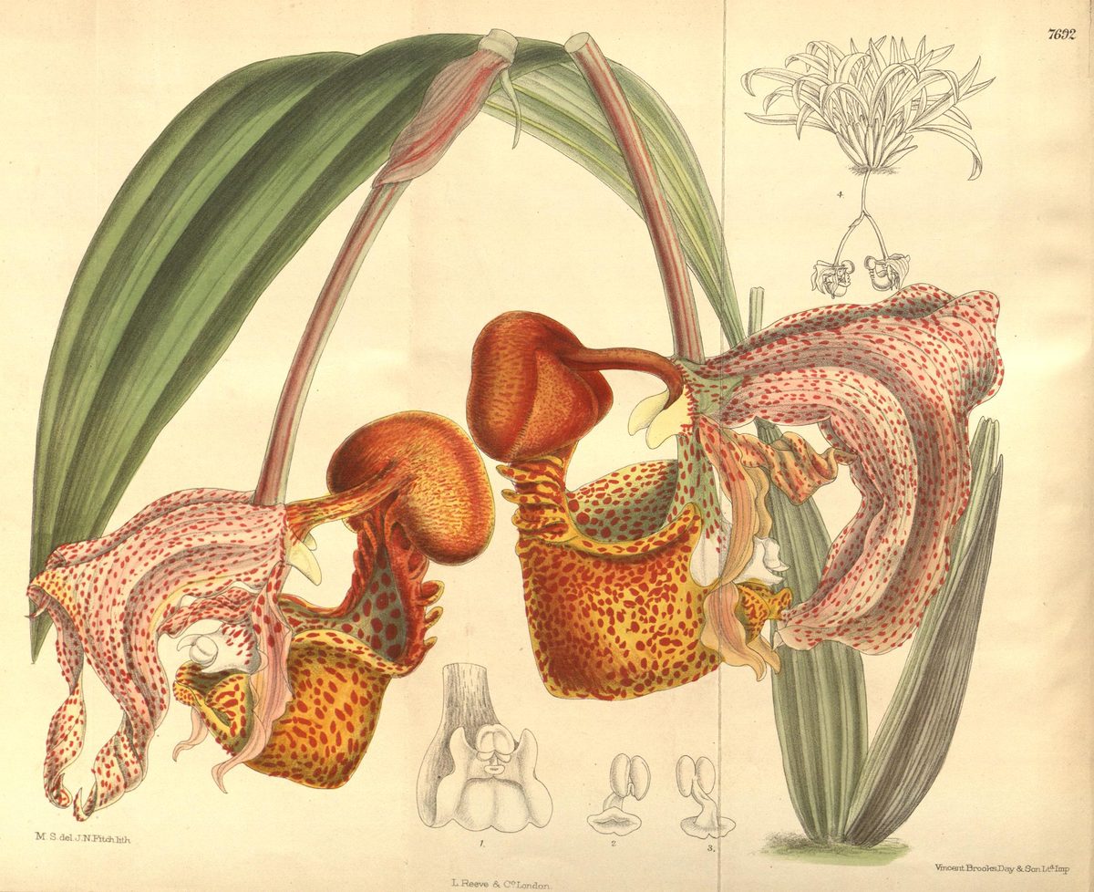 Coryanthes macrantha (Bucket orchid), plate 7692 from Curtis's Botanical Magazine, 1900