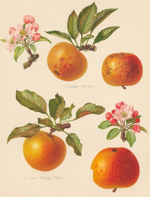 Malus domestica 'Cox's Orange Pippin' (Cox's Orange Pippin), plate XVI from The Herefordshire Pomona, 1878