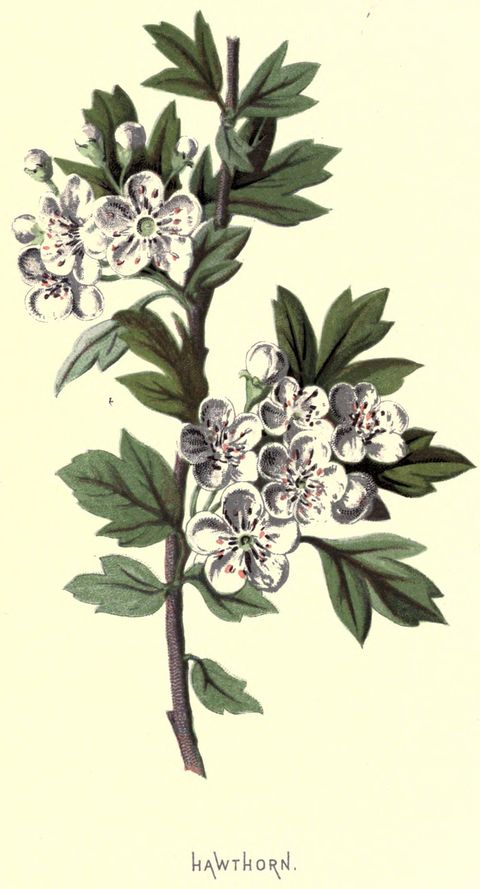 Crataegus monogyna (Hawthorn) from Familiar Wild Flowers, 1878