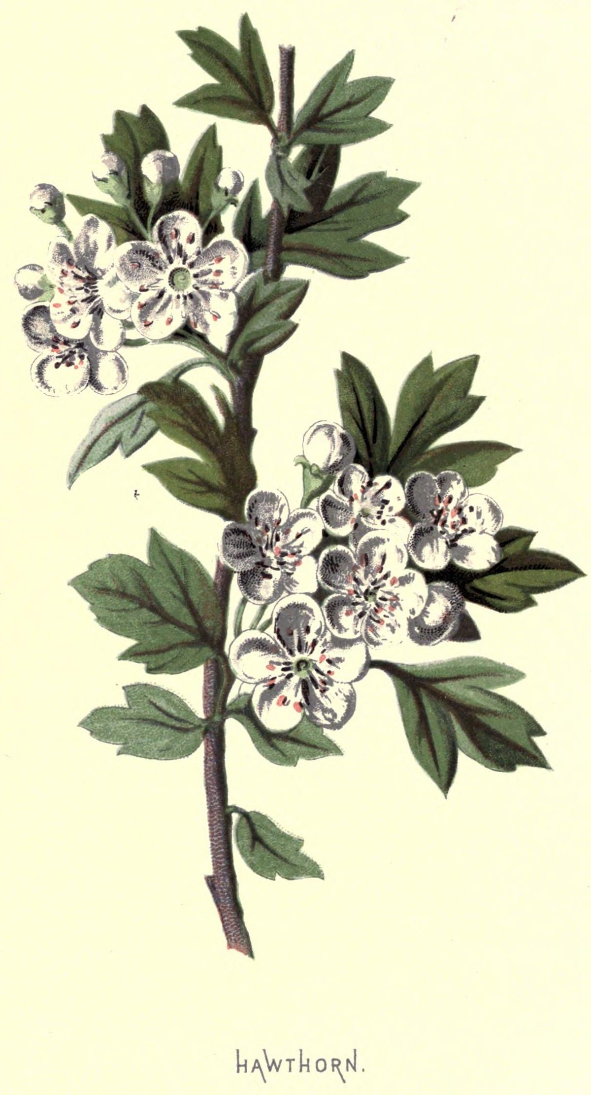 Crataegus monogyna (Hawthorn) from Familiar Wild Flowers, 1878