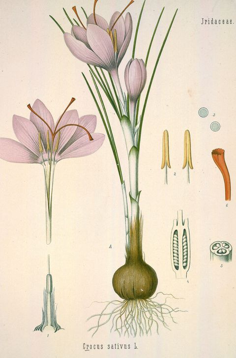 Crocus sativus (Saffron crocus) from Köhler's Medizinal-Pflanzen, 1890