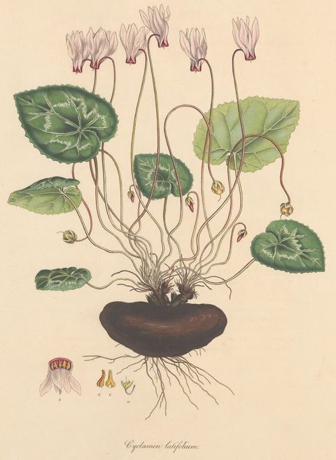 Cyclamen persicum (Persian cyclamen), plate 185 from Flora Graeca, 1813
