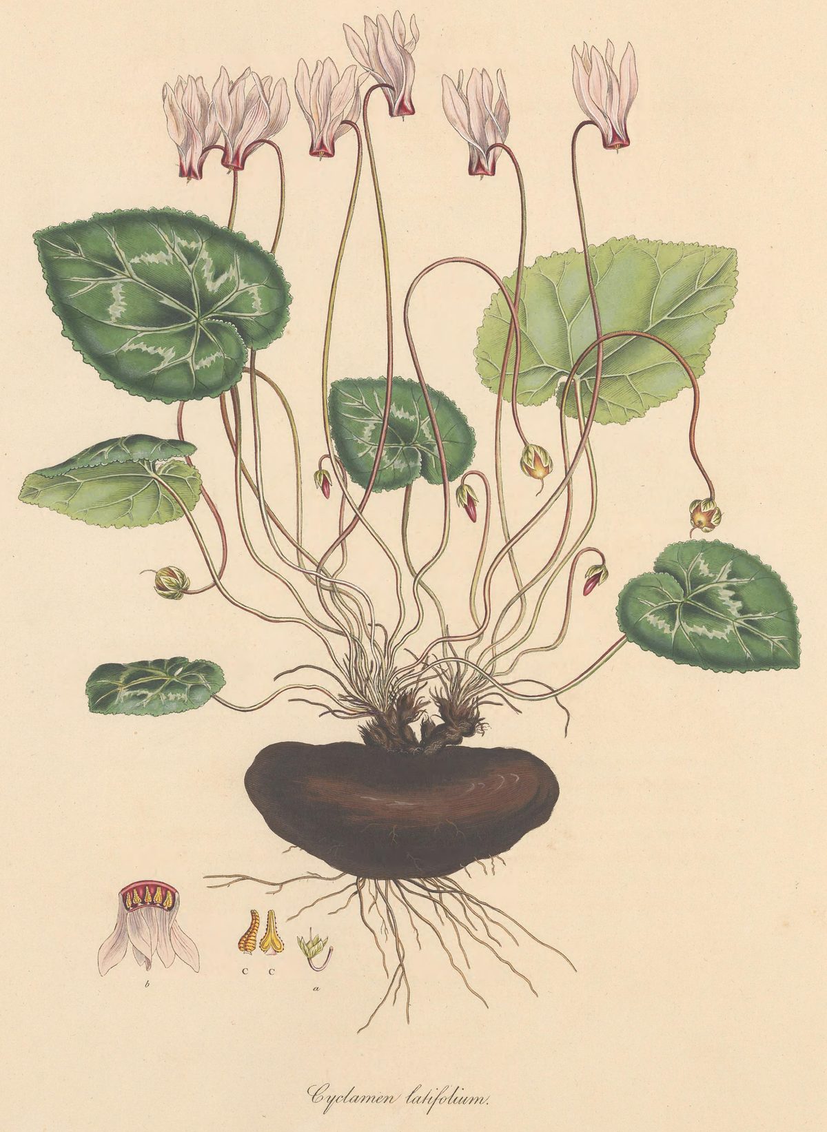 Cyclamen persicum (Persian cyclamen), plate 185 from Flora Graeca, 1813