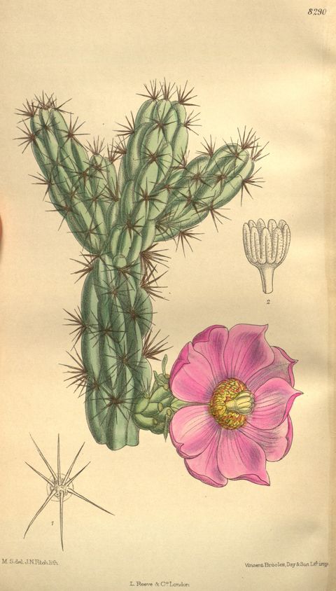 Cylindropuntia imbricata (Tree cholla), plate 8290 from Curtis's Botanical Magazine, 1909