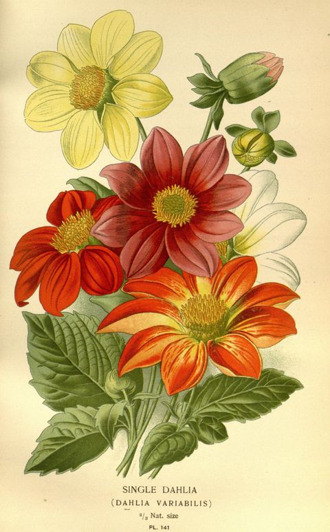 Dahlia pinnata (Single dahlia), plate 141 from Favourite Flowers of Garden and Greenhouse, 1896