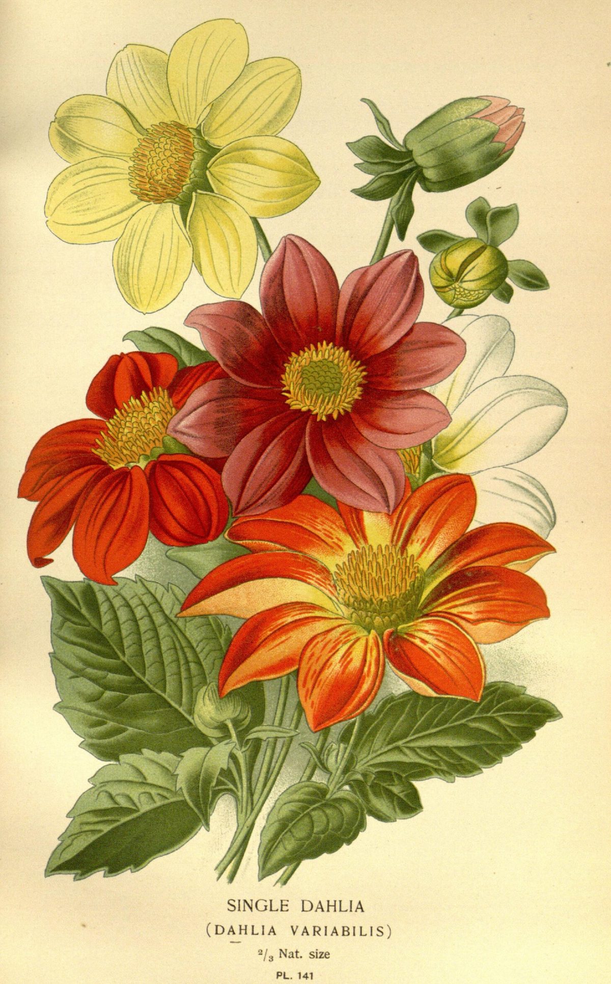 Dahlia pinnata (Single dahlia), plate 141 from Favourite Flowers of Garden and Greenhouse, 1896