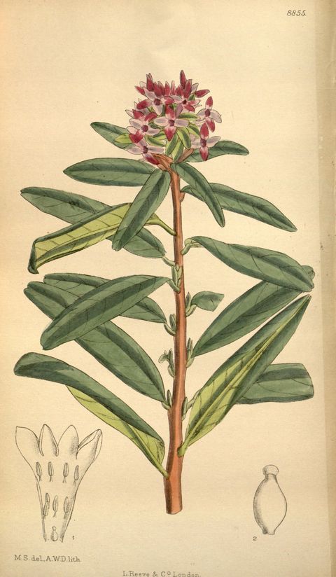 Daphne tangutica (Tangut daphne), plate 8855 from Curtis's Botanical Magazine, 1920