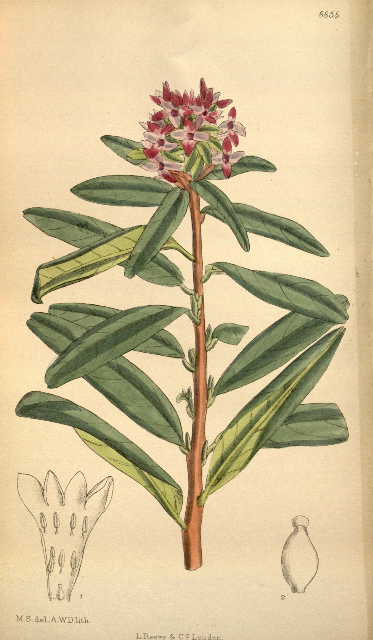Daphne tangutica (Tangut daphne), plate 8855 from Curtis's Botanical Magazine, 1920