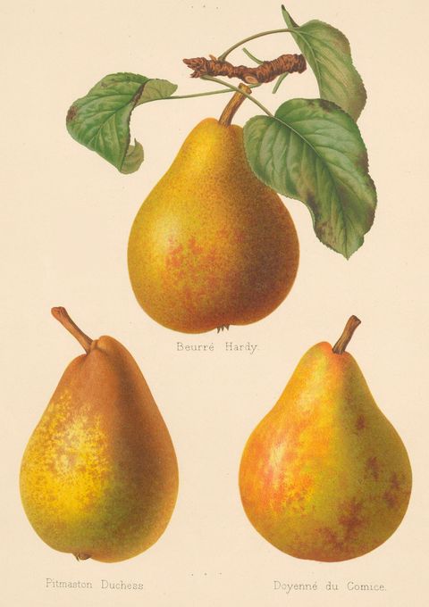 Pyrus communis (Dessert pears), plate XIII from The Herefordshire Pomona, 1878
